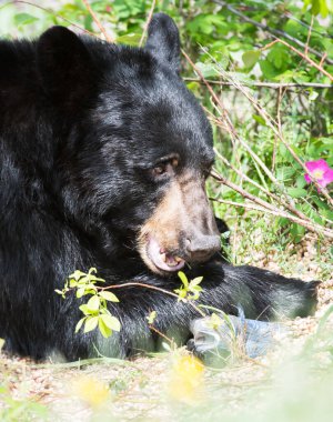 Vahşi doğada Kara Ayı, hayvan. Doğa, fauna 