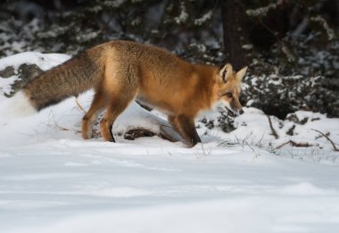 Kızıl tilki, hayvan. Doğa, fauna