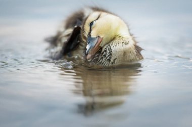 Yaban ördeği, kuş. Doğa, fauna 