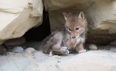 Vahşi bir çakal, hayvan. Doğa, fauna