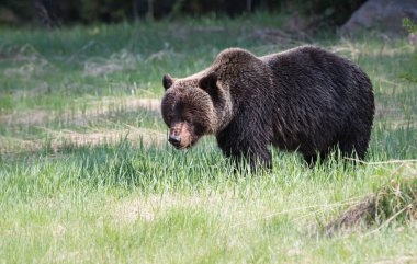 Vahşi boz ayı, doğa, hayvan   