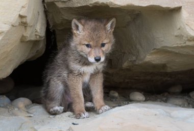 Vahşi bir çakal, hayvan. Doğa, fauna