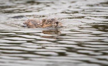 Vahşi misk faresi, hayvan. Doğa, fauna 