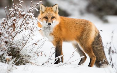 Kışın vahşi kızıl tilki. Doğa, fauna