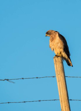 Vahşi yaşam, şahin, kuş. Doğa, fauna