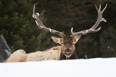 Vahşi boğa geyiği, hayvan. Doğa, fauna