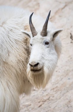 Dağ Keçisi, hayvan. Doğa, fauna