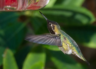 Sinekkuşu vahşi, kuş. Doğa, fauna 