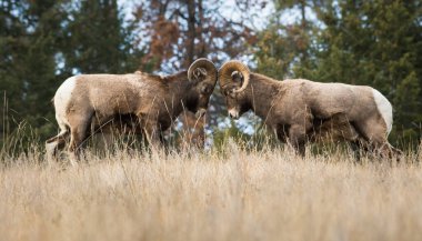 Bighorn rams during rutting season clipart