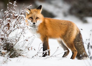 Kışın vahşi kızıl tilki. Doğa, fauna