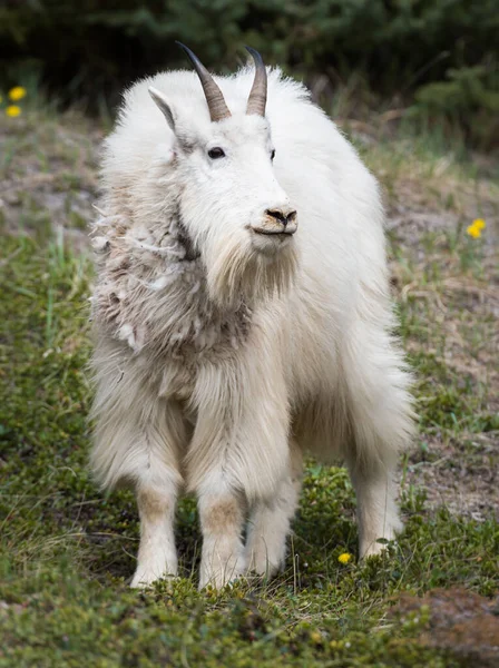 Mountain Goat Dier Natuur Fauna — Stockfoto