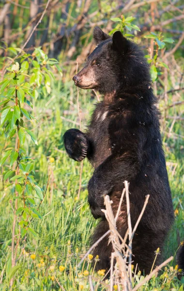 Wildbär Tier Natur Fauna — Stockfoto