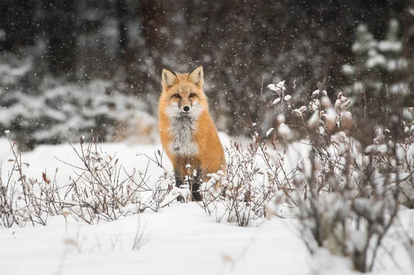 Rotfuchs Winter Natur Fauna — Stockfoto