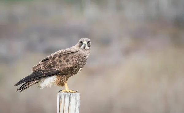 Faune Faucon Oiseau Nature Faune — Photo