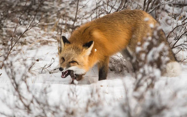 野生红狐狸 — 图库照片