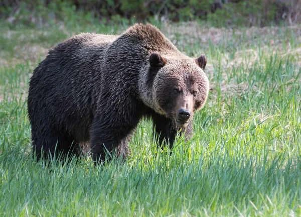 Medvěd Divoký Příroda Fauna — Stock fotografie