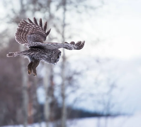 Uggla Vilt Tillstånd Djur Natur Fauna — Stockfoto