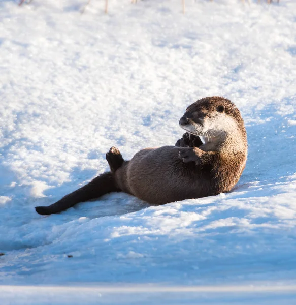 River Otter Dans Nature Animal Nature Faune — Photo