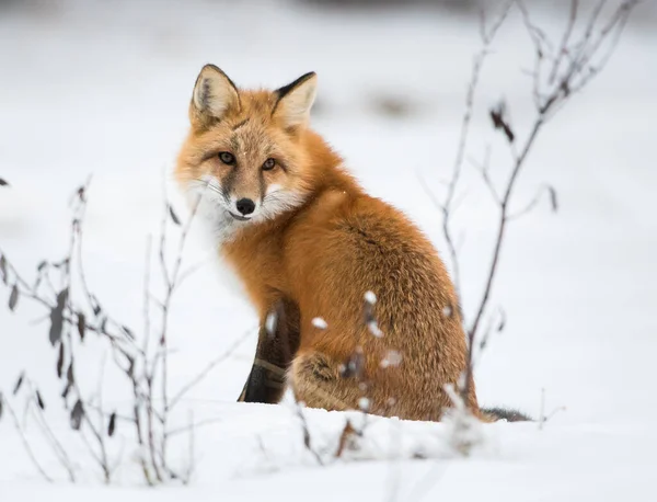 Dziki Czerwony Lis Zimie Natura Fauna — Zdjęcie stockowe