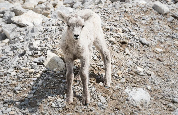 Бигхорн Овца Ягненок Дикой Природе Животное Природа Фауна — стоковое фото