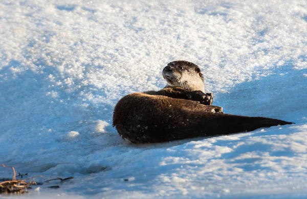 Fiume Otter Inverno Natura Fauna — Foto Stock