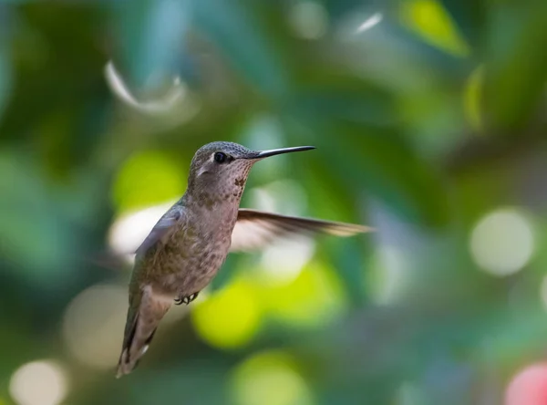 Kolibry Dzikie Ptaszyno Natura Fauna — Zdjęcie stockowe