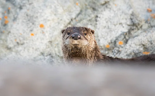 Vilda River Otter Djur Natur Fauna — Stockfoto