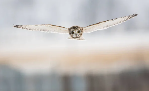 Búho Salvaje Pájaro Naturaleza Fauna —  Fotos de Stock