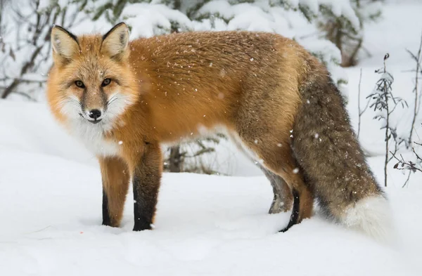 Volpe Rossa Selvatica Inverno Natura Fauna — Foto Stock