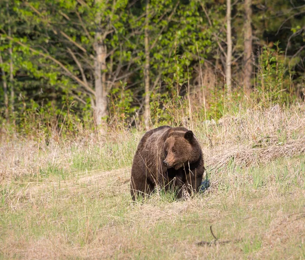 Grizzly Beer Dier Natuur Fauna — Stockfoto