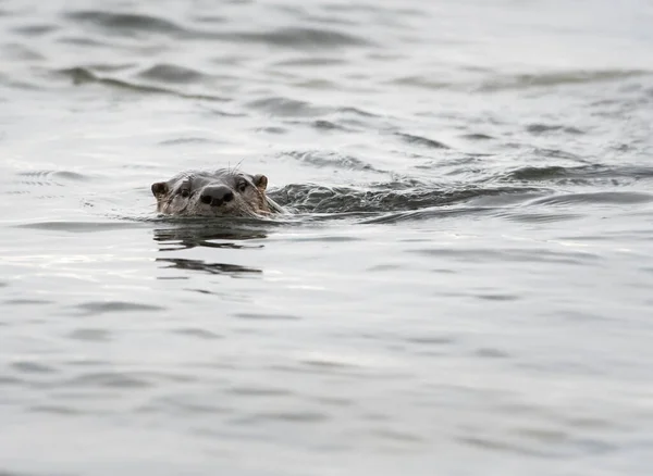 River Otter Estado Selvagem Animal Natureza Fauna — Fotografia de Stock