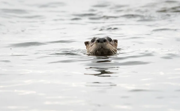 Flussotter Freier Wildbahn Tier Natur Fauna — Stockfoto