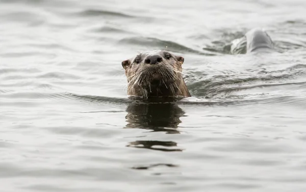 Flussotter Freier Wildbahn Tier Natur Fauna — Stockfoto