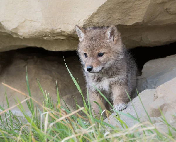 Coyote Pup Het Wild Dier Natuur Fauna — Stockfoto