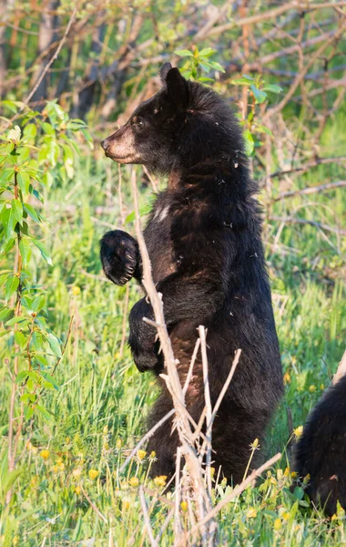 Wildbär Tier Natur Fauna — Stockfoto