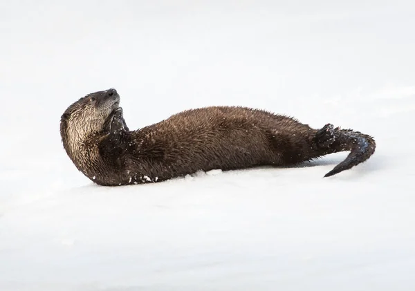 Rzeka Wydra Zimie Natura Fauna — Zdjęcie stockowe