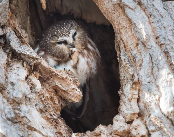 Hibou Sauvage Oiseau Nature Faune — Photo