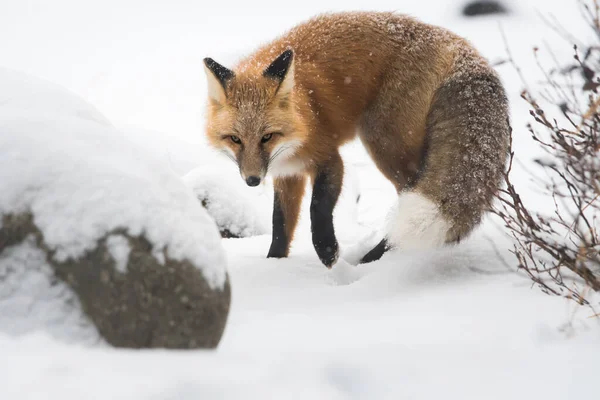 Raposa Vermelha Selvagem Inverno Natureza Fauna — Fotografia de Stock