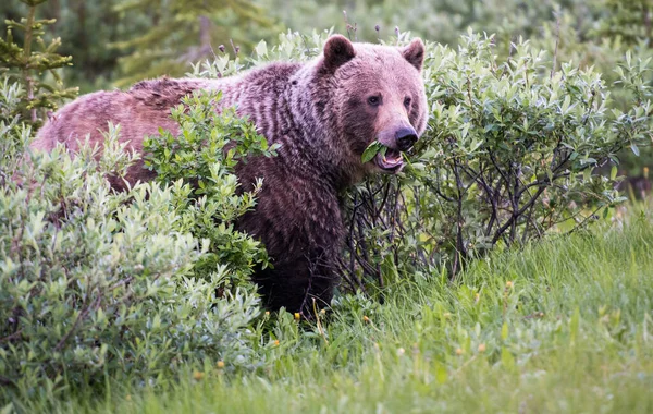 Niedźwiedź Grizzly Zwierzę Natura Fauna — Zdjęcie stockowe