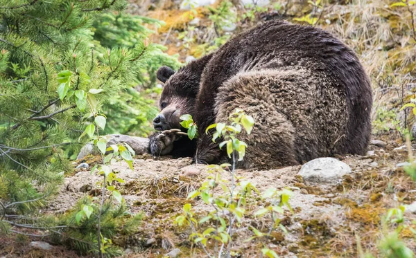 Медвежонок Гризли Животное Природа Фауна — стоковое фото