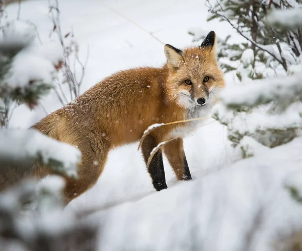 Vad Vörös Róka Télen Természet Állatvilág — Stock Fotó