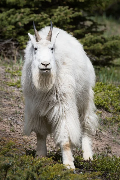 Mountain Goat Dier Natuur Fauna — Stockfoto