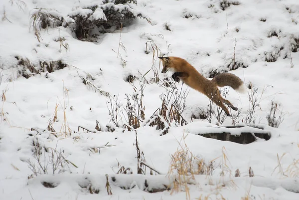 Volpe Rossa Selvatica Natura Fauna — Foto Stock