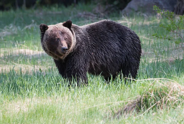 Medvěd Divoký Příroda Fauna — Stock fotografie