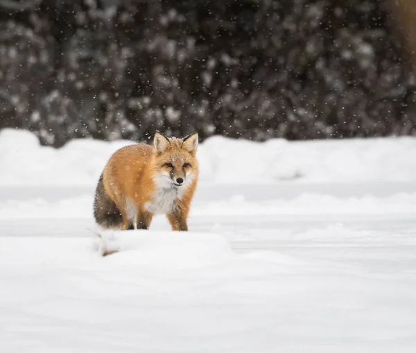 Volpe Rossa Selvatica Inverno Natura Fauna — Foto Stock