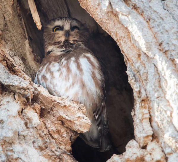 Wild Owl Bird Nature Fauna — Stock Photo, Image