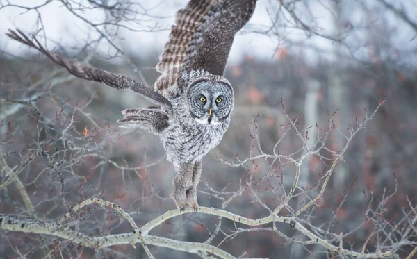 Wildlife Owl Bird Nature Fauna — Stock Photo, Image