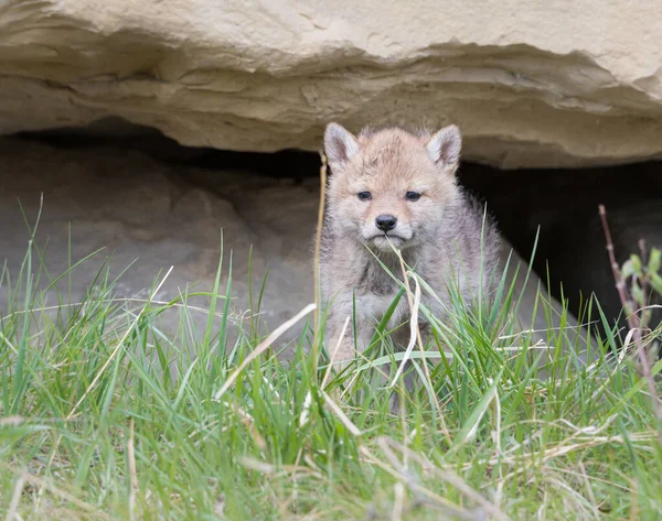 Coyote Natura Animale Natura Fauna — Foto Stock