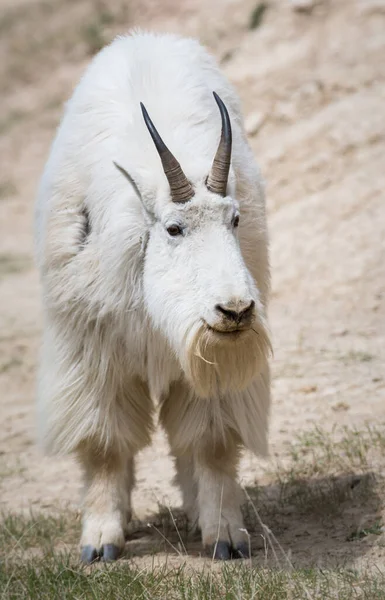 Mountain Goat Animal Nature Fauna — Stock Photo, Image