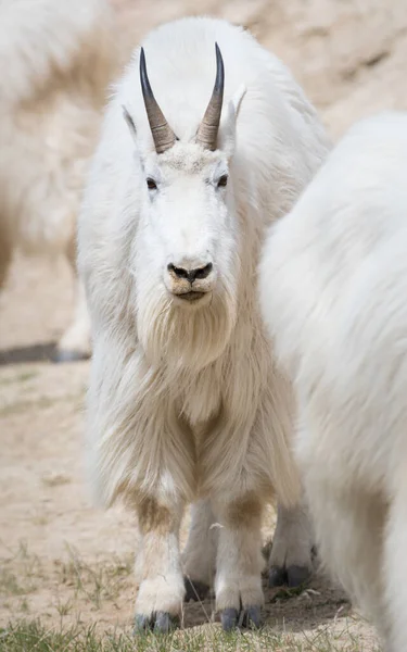 Mountain Goat Dier Natuur Fauna — Stockfoto